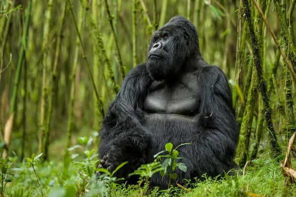 Животные бассейна Конго с фото и описанием - Восточная горная горилла