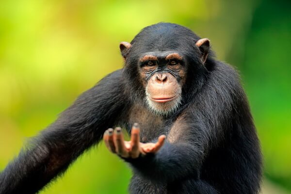 Животные бассейна Конго с фото и описанием - Обыкновенный шимпанзе