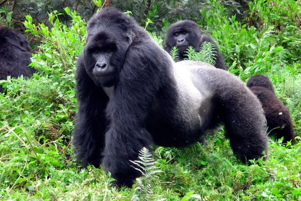 Животные бассейна Конго с фото и описанием - Восточная равнинная горилла