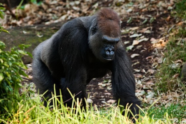 Животные бассейна Конго с фото и описанием - Западная равнинная горилла