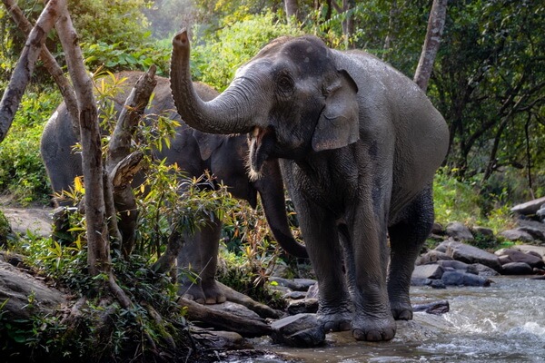 Животные бассейна Конго с фото и описанием - Лесной слон