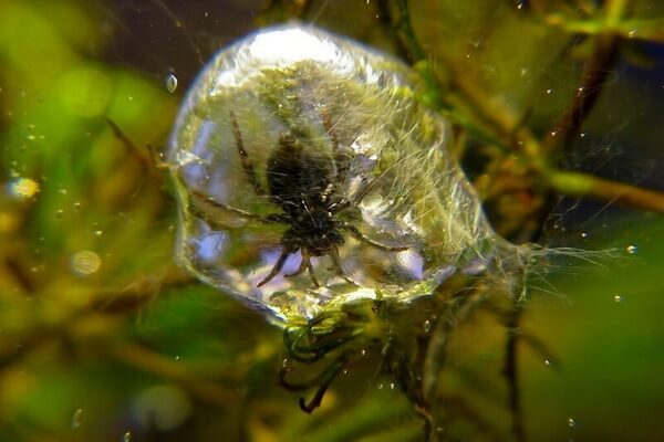 Животные болот с фото и описанием - Паук-серебрянка