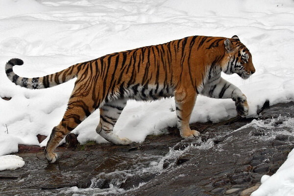 Фауна Дальнего Востока - Уссурийский тигр