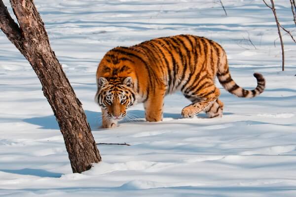 Животные Дальнего Востока с фото и описанием - Амурский тигр