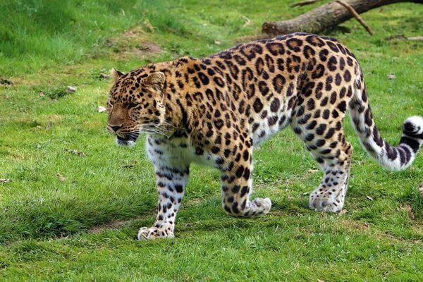 Животные Дальнего Востока с фото и описанием - Дальневосточный леопард или амурский барс