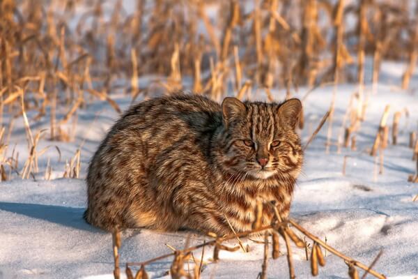 Животные Дальнего Востока с фото и описанием - Амурский лесной кот