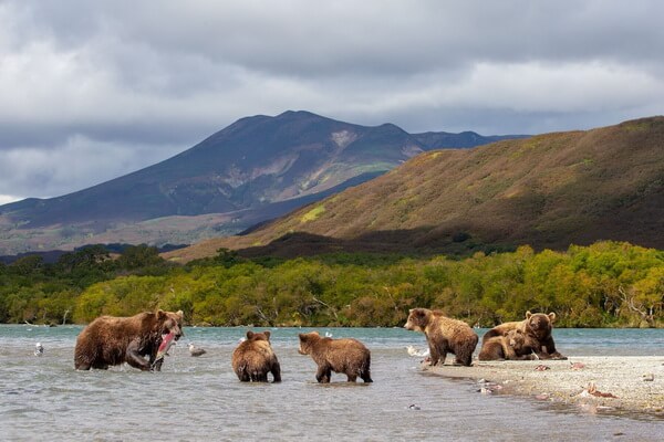 Животные Дальнего Востока с фото и описанием - Бурый камчатский медведь