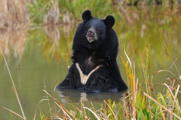 Животные Дальнего Востока с фото и описанием - Уссурийский белогрудый медведь