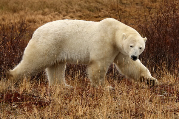 Фауна Дальнего Востока - Белый медведь