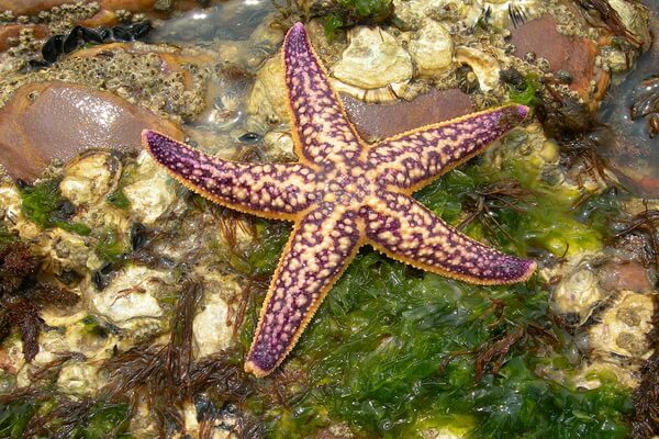 Животные Дальнего Востока с фото и описанием - Амурская морская звезда