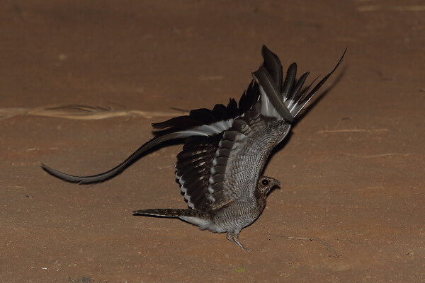 Птицы Ганы с фото и описанием - Вымпеловый козодой или четверокрыл