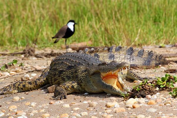 Птицы Ганы с фото и описанием - Крокодилов сторож или египетский бегунок
