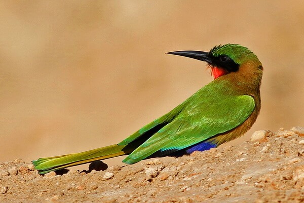 Птицы Ганы с фото и описанием - Красногорлая щурка
