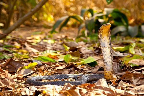 Животные Ганы с фото и описанием - Чёрно-белая кобра