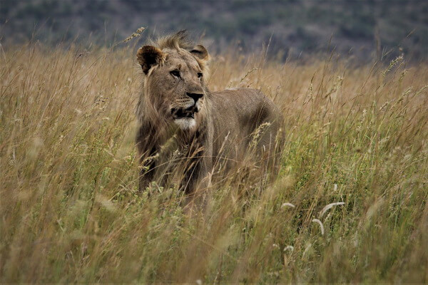 Животные Ганы с фото и описанием - Западноафриканский лев