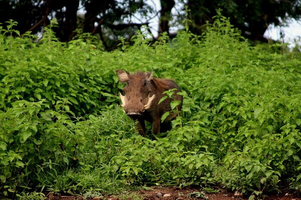 Животные Ганы с фото и описанием - Большая лесная свинья