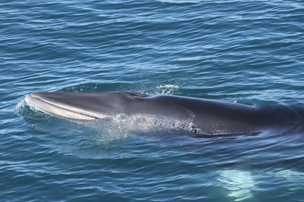 Животные Ганы с фото и описанием - Северный малый полосатик или кит Минке