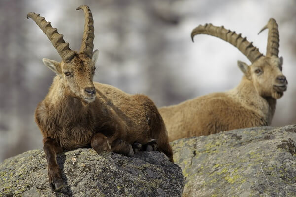 Животные Ирана с фото и описанием - Безоаровый козёл