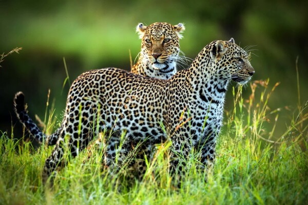 Животные Ирана с фото и описанием - Переднеазиатский леопард или кавказский барс