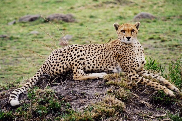 Животные Ирана с фото и описанием - Азиатский гепард