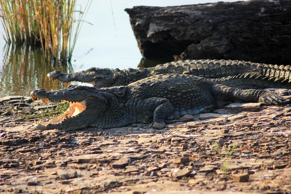 Животные Ирана с фото и описанием - Болотный крокодил (магер)