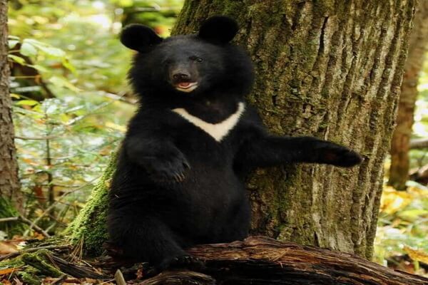 Животные Ирана с фото и описанием - Белогрудый медведь