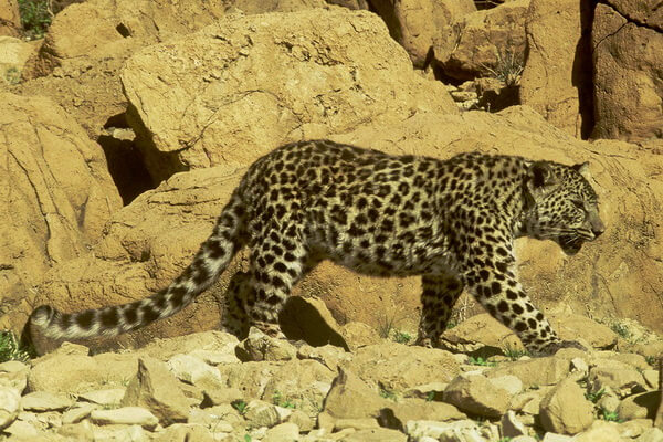 Животные Израиля с фото и описанием - Южноаравийский леопард 