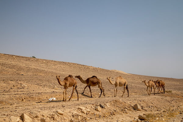 Животные Израиля с фото и описанием - Верблюд