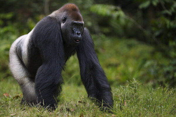 Животные Камеруна с фото и описанием - Речная горилла
