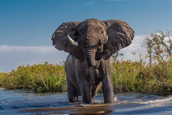 Животные Камеруна с фото и описанием - Африканский слон