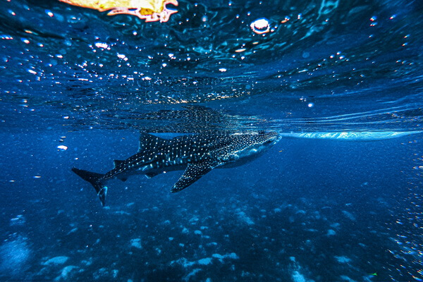 Животные коралловых рифов с фото и описанием - Китовые акулы