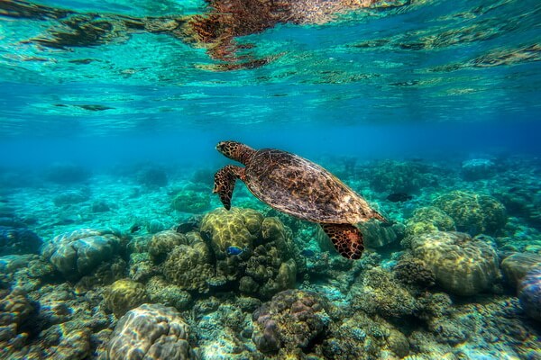 Животные коралловых рифов с фото и описанием - Морские черепахи