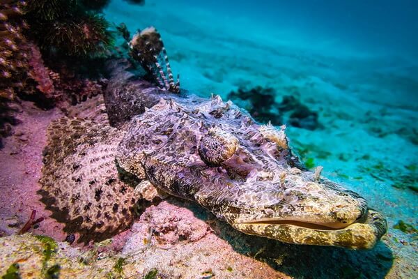 Рыбы коралловых рифов с фото и описанием - Рыба-крокодил
