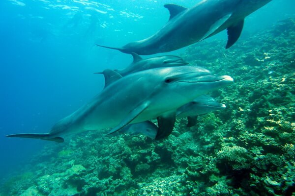 Животные коралловых рифов с фото и описанием - Дельфины