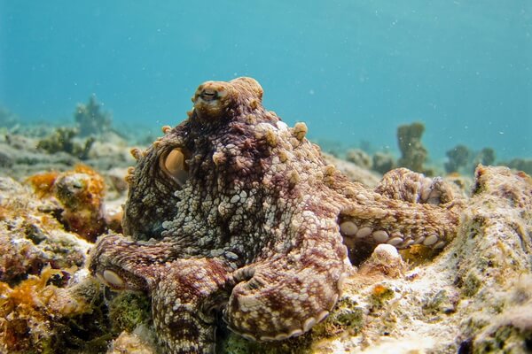 Животные коралловых рифов с фото и описанием - Карибский рифовый осьминог
