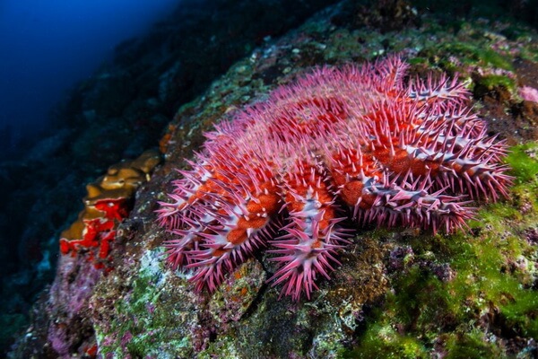 Животные коралловых рифов с фото и описанием - Морская звезда Терновый венец (акантастер)