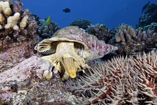 Животные коралловых рифов с фото и описанием - Харония тритон или Рог тритона