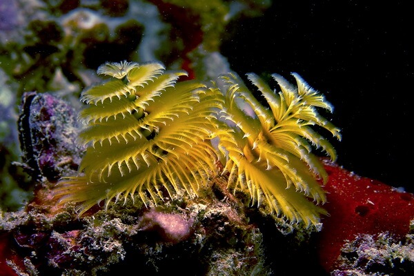 Животные коралловых рифов с фото и описанием - Черви «Новогодняя ёлка» (Spirobranchus giganteus)