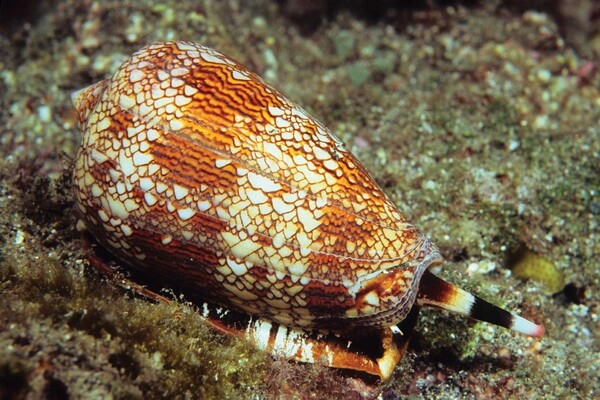 Животные коралловых рифов с фото и описанием - Моллюск Конус