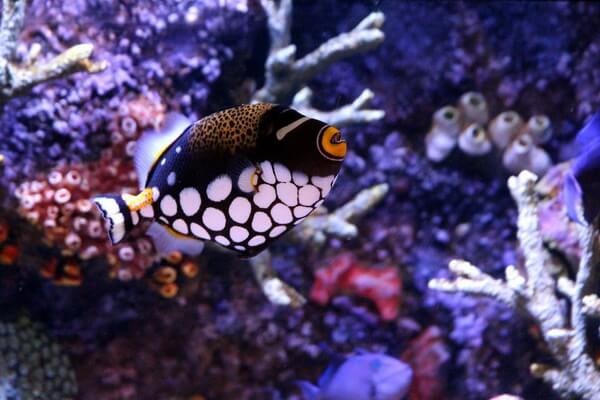 Рыбы коралловых рифов с фото и описанием - Крупнопятнистый спинорог