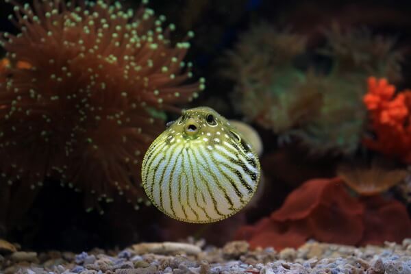 Рыбы коралловых рифов с фото и описанием - Рыба-шар или шаротел