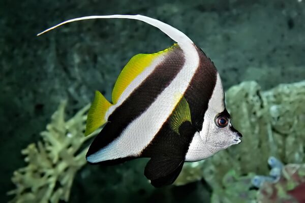 Рыбы коралловых рифов с фото и описанием - Кабубы или вымпельные рыбы-бабочки