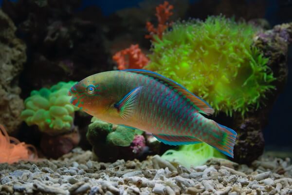 Рыбы коралловых рифов с фото и описанием - Рыба-попугай