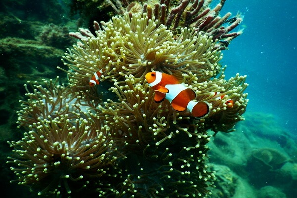 Рыбы коралловых рифов с фото и описанием - Рыба-клоун