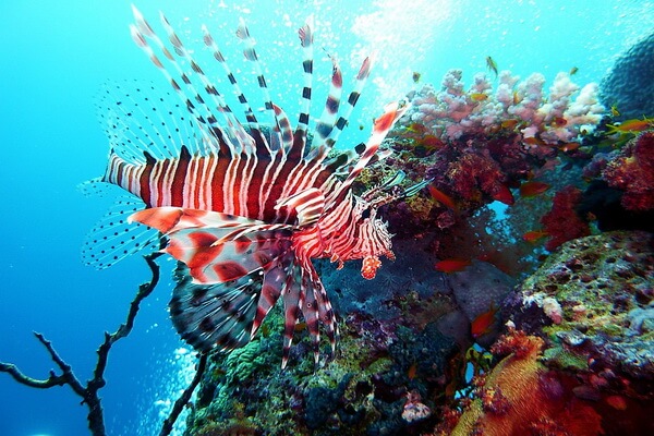 Животные коралловых рифов с фото и описанием - Крылатка
