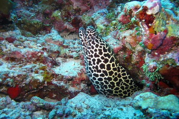 Животные коралловых рифов с фото и описанием - Мурены