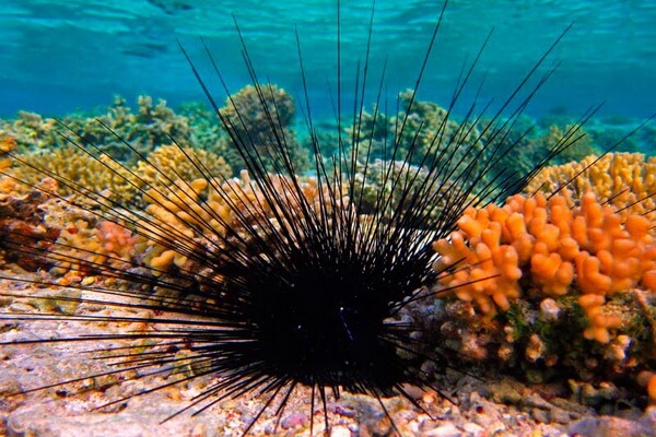 Животные коралловых рифов с фото и описанием - Морские ежи