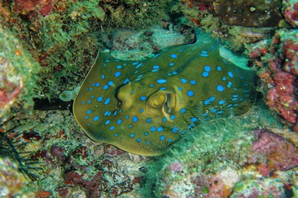 Животные коралловых рифов с фото и описанием - Тэниура-лимма