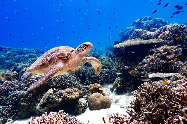 Животные коралловых рифов - фото, названия, описание