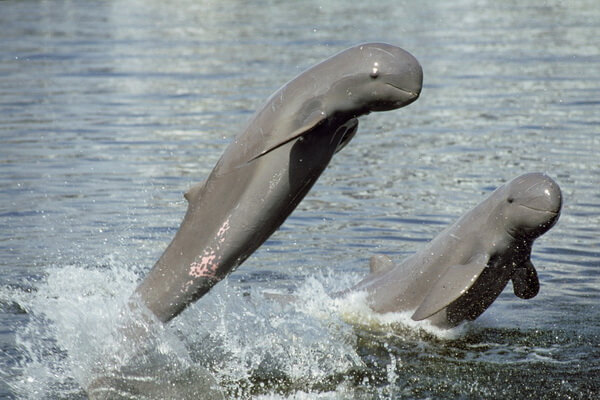 Фауна Лаоса - животные с фото и описанием - Иравадийский дельфин